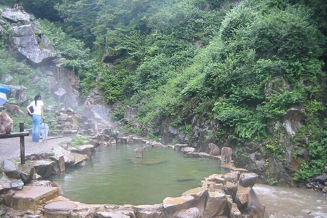 1-Day Private Snow Monkey ZenkoJi Temple & SakeTasting NaganoTour - Private transport and English support: why it changes the whole day