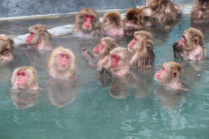 1-Day Private Snow Monkey ZenkoJi Temple & SakeTasting NaganoTour - Price and what you actually get for $645 per group