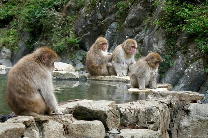 1-Day Private Snow Monkey ZenkoJi Temple & SakeTasting NaganoTour - Who this Nagano snow monkey day fits best (and who should rethink)