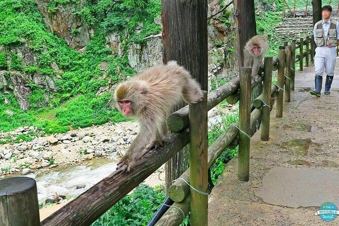 1-Day Private Snow Monkey ZenkoJi Temple & SakeTasting NaganoTour - Booking checklist: questions to ask before you commit