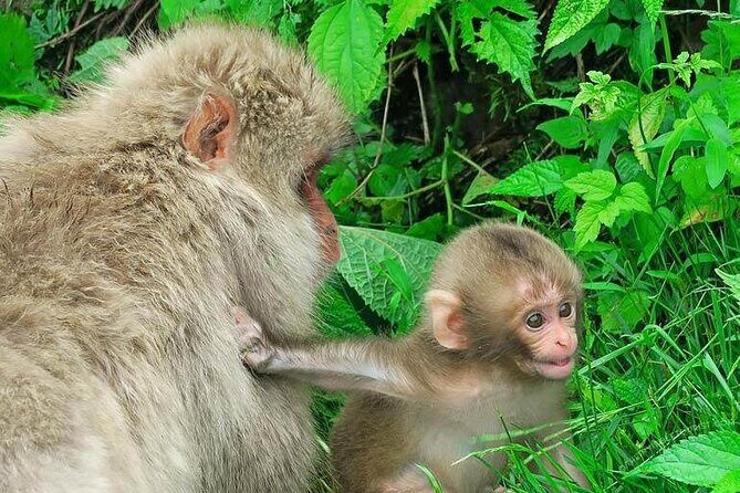 1-Day Private Snow Monkey ZenkoJi Temple & SakeTasting NaganoTour - Should you book Smile Tours for Zenko-ji and the snow monkeys?