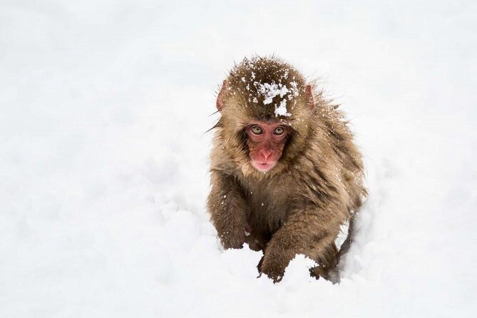 1-Day Snow Monkeys, Zenko-ji Temple & Sake in Nagano - Jigokudani Snow Monkey Park: the hike, the rules, and the magic