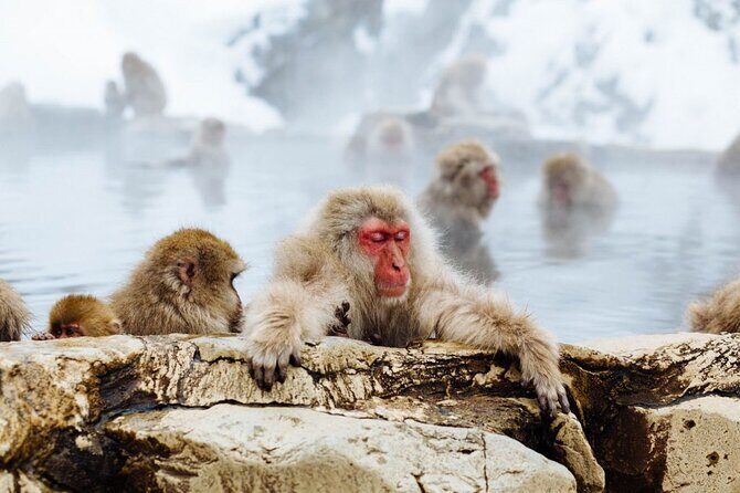 1-Day Snow Monkeys, Zenko-ji Temple & Sake in Nagano - Value check: is $151.88 really a fair deal?