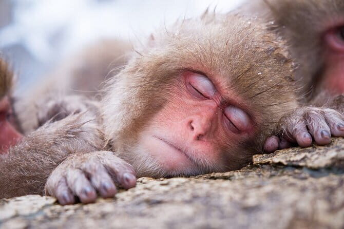 1-Day Winter Tour From Nozawa Onsen: Snow Monkeys, Zenko-ji Temple & Sake - Key highlights you’ll feel on the day
