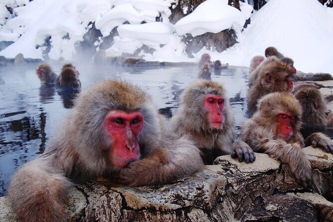 1-Day Winter Tour From Nozawa Onsen: Snow Monkeys, Zenko-ji Temple & Sake - Zenko-ji Temple: why this stop feels grounding in cold weather