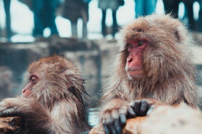 1-Day Winter Tour From Nozawa Onsen: Snow Monkeys, Zenko-ji Temple & Sake - Nishinomon-Yoshinoya Sake Brewery: a guided tasting that ends the day right
