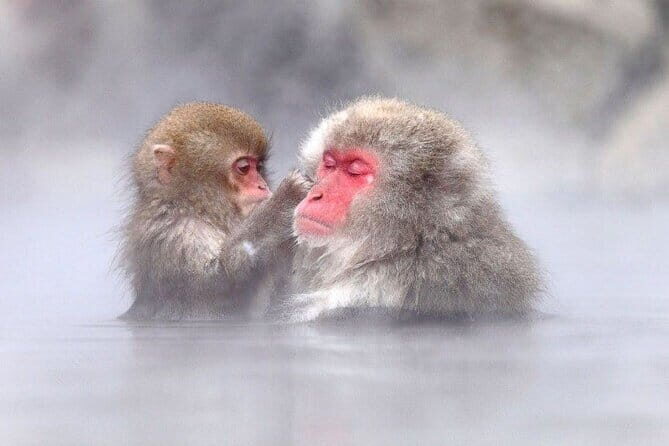 1-Day Winter Tour From Nozawa Onsen: Snow Monkeys, Zenko-ji Temple & Sake - Price and value: is $150.89 a fair deal?