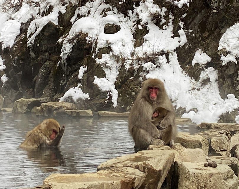 From Nozawa Onsen: Snow Monkeys and Zenko-ji Day Trip & Sake - The Secret Stop and Sake Tasting: The Day’s Fun, Friendly Finish