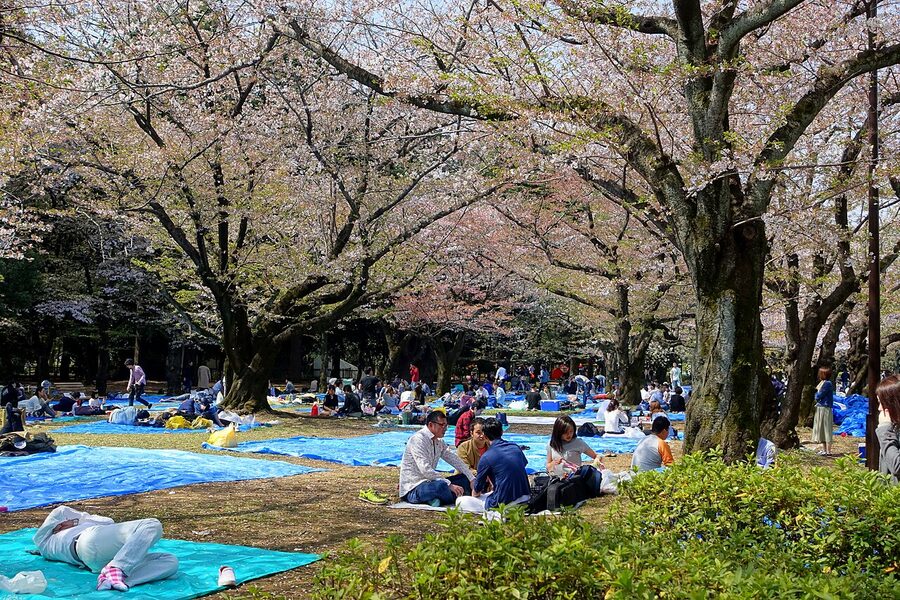 Crowds picnicking at the Yoyogi Park hanami festival, Tokyo