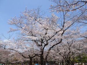 Cherry blossoms in full bloom at Yoyogi Park, Tokyo
