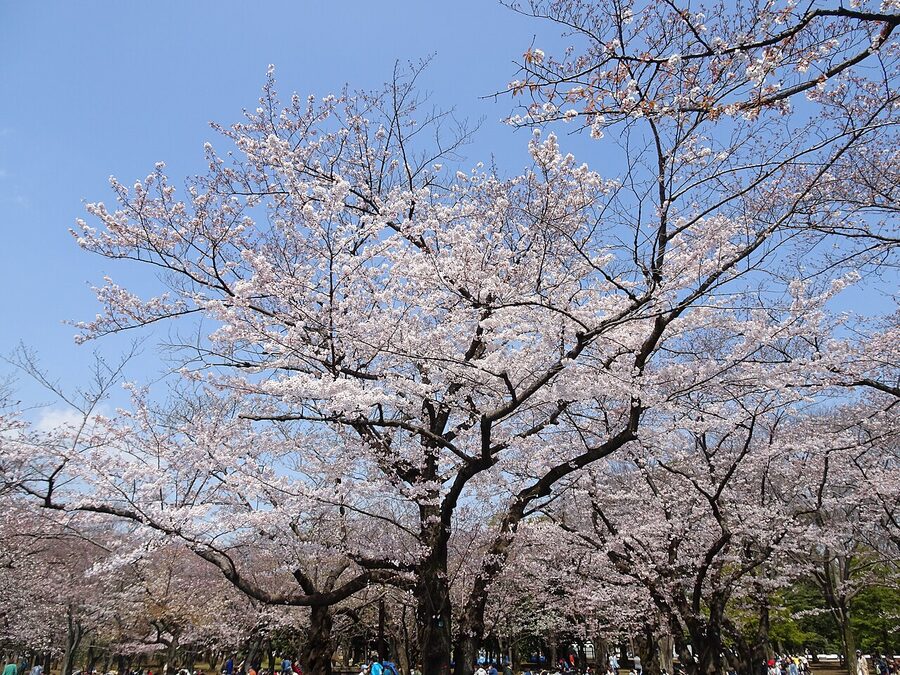 Cherry blossoms in full bloom at Yoyogi Park, Tokyo