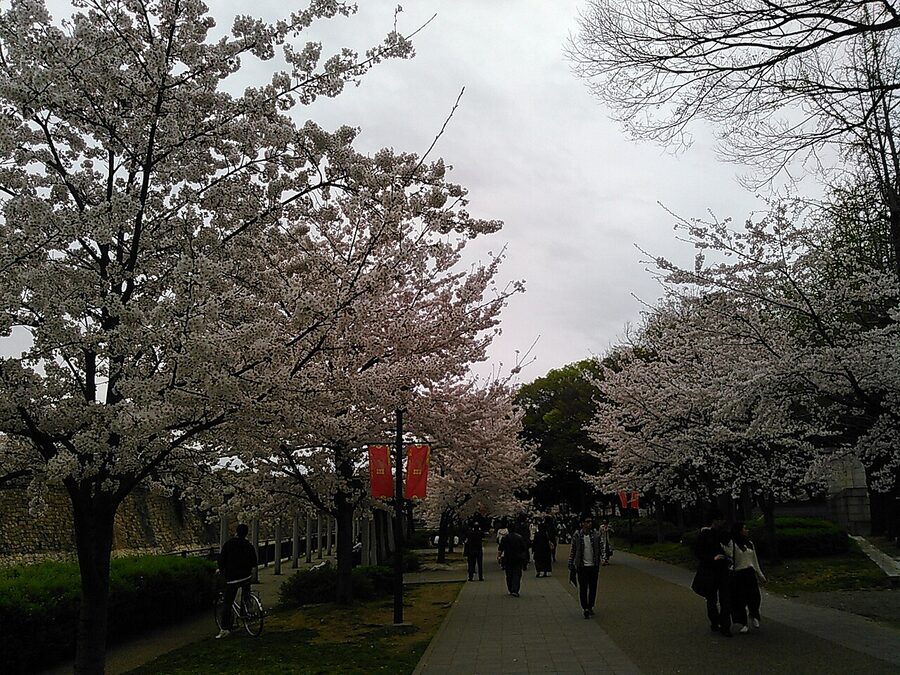 Cherry blossoms surrounding Osaka Castle keep