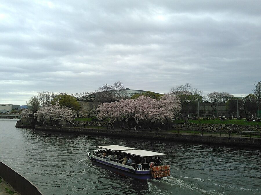 Cherry blossoms with Osaka Castle in the background