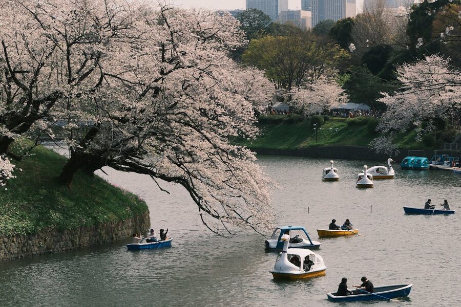 Cherry blossom boating at Chidorigafuchi Tokyo