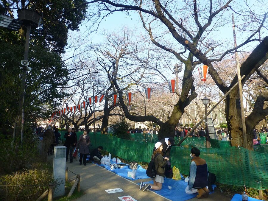 Cherry blossom canopy over the central path of Ueno Park