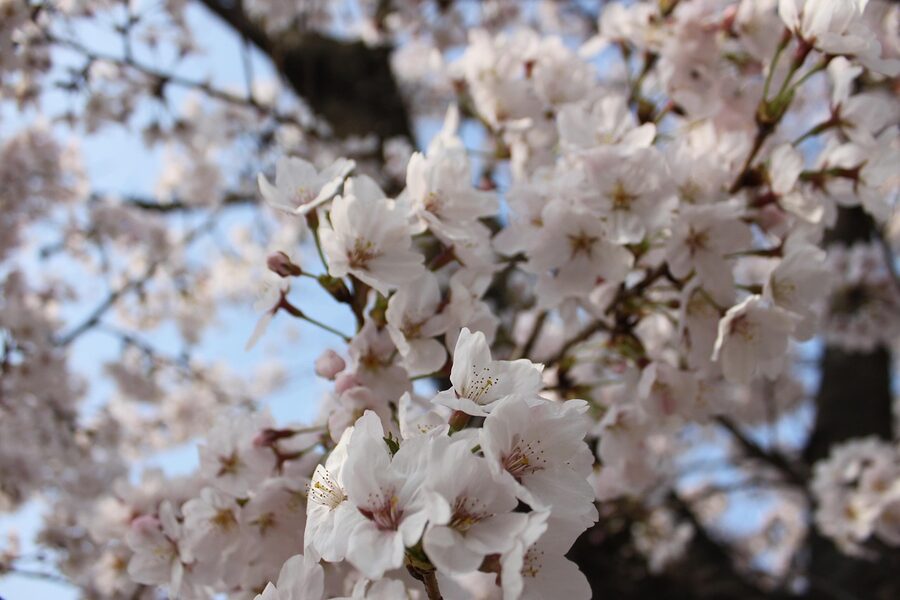 hanami pink canopy