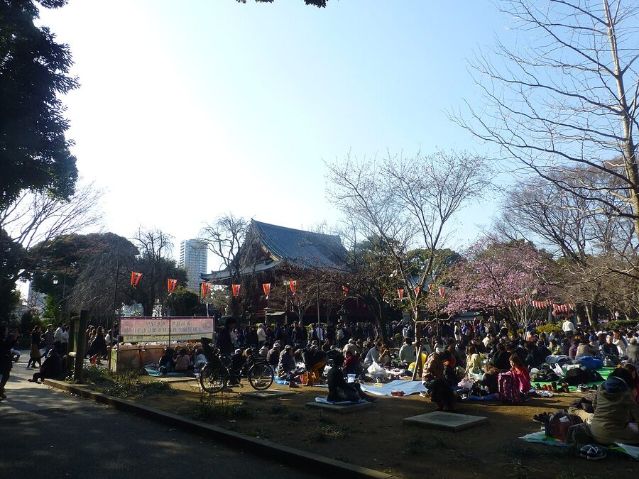 Hanami picnicking under cherry blossoms in Ueno Park, Tokyo