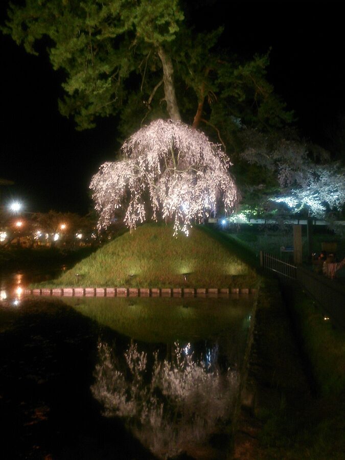 Hirosaki Park cherry blossoms illuminated at night
