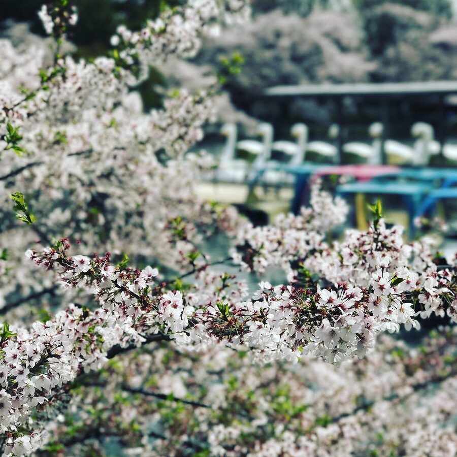 Inokashira Park cherry blossoms Tokyo