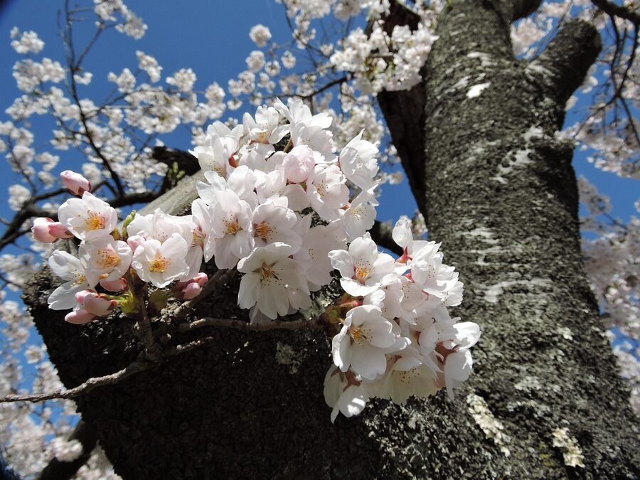 Japan cherry blossoms in full bloom
