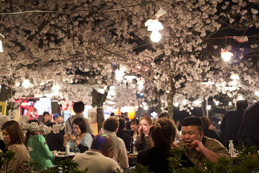 Hanami picnic at Maruyama Park Kyoto under blooming cherry trees