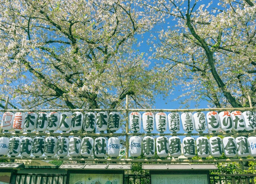 Cherry blossom trees with traditional Japanese paper lanterns