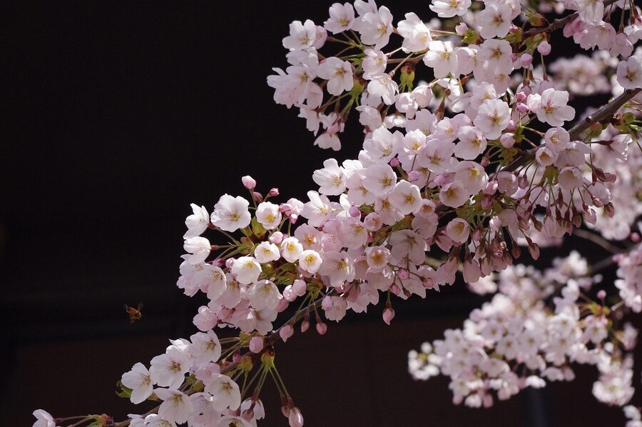 Sakura blooms close-up
