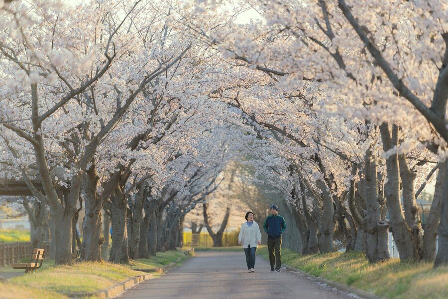 Couple walking a sakura lane