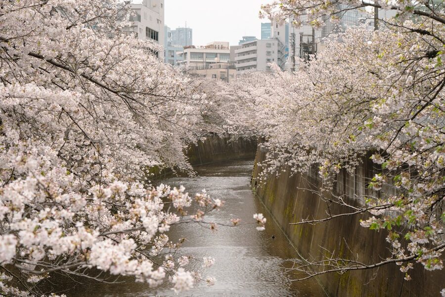 Cherry blossoms along a Tokyo river canal
