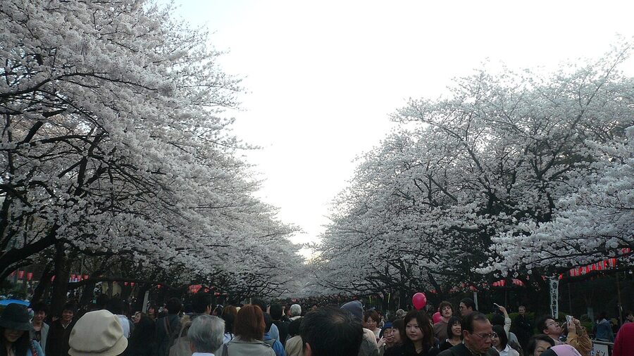 Cherry blossoms on the lake at Ueno Park, Tokyo