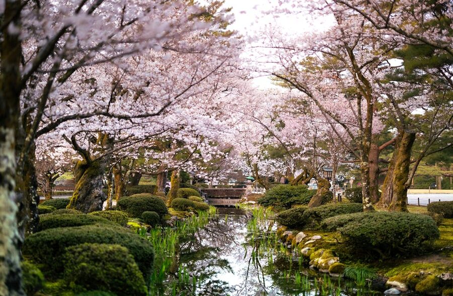 Cherry blossoms over a pond in Kanazawa