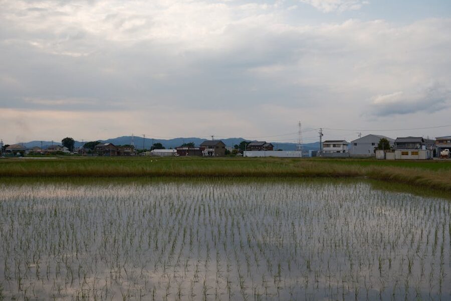 Rice paddy in Japan, similar to Yamada Nishiki growing region