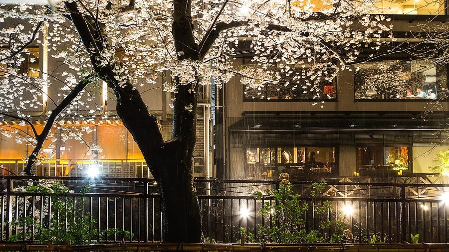 Traditional Gion restaurant exterior at night with lit lantern