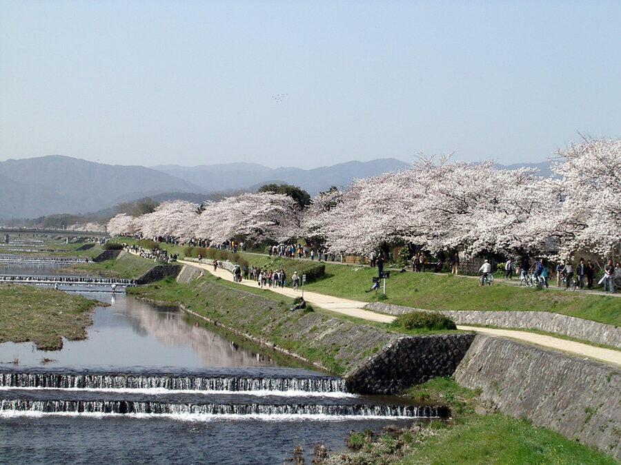 Kamogawa river lined with cherry blossom trees in spring