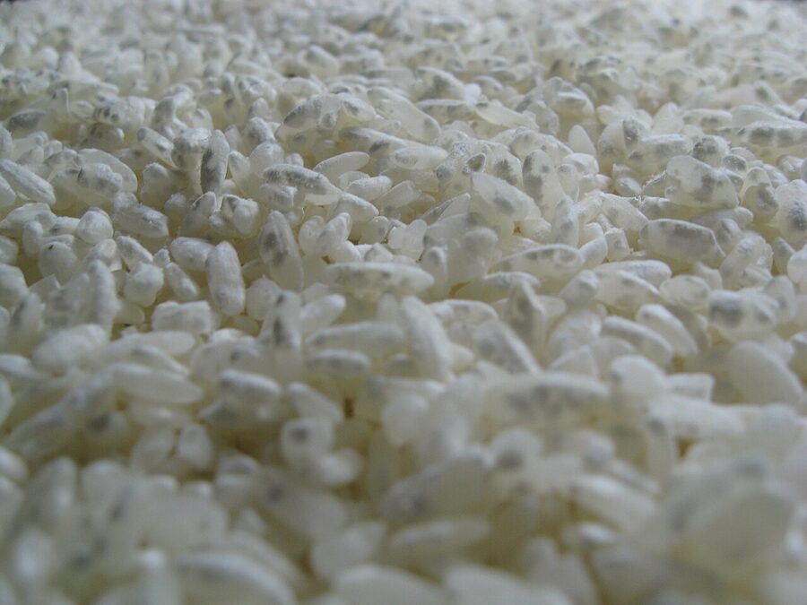 Aspergillus oryzae koji mould close-up