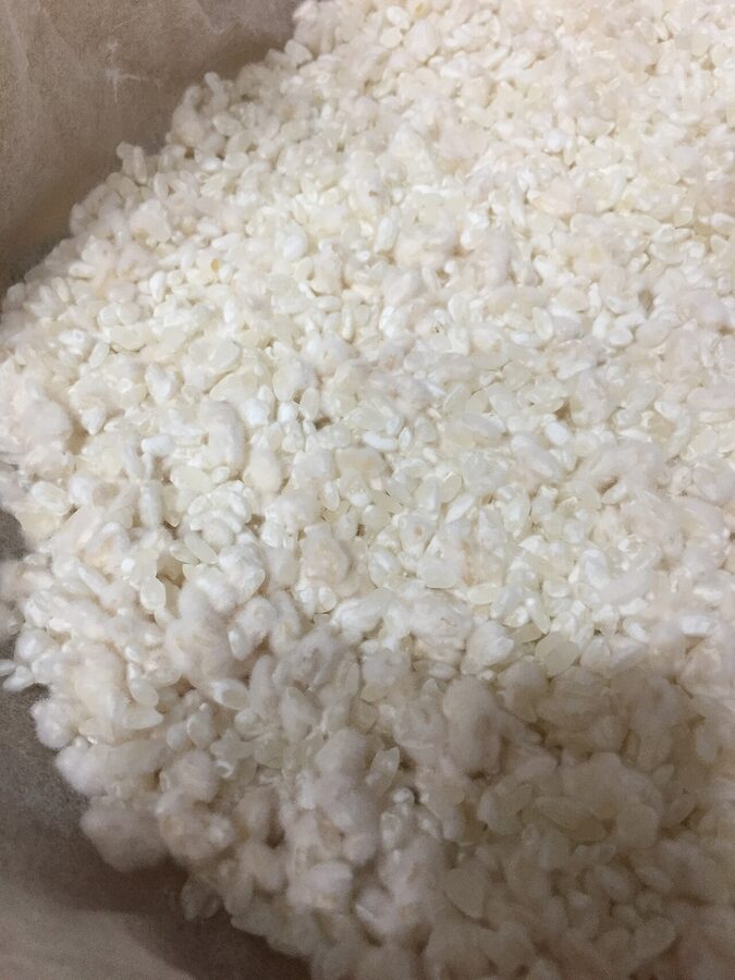 Koji mould growing on rice grains, the start of every shochu