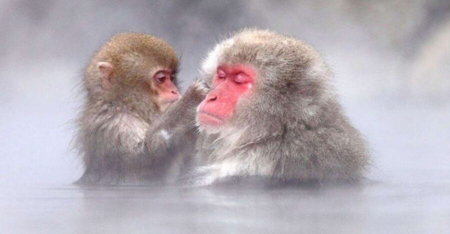 Nagano: Snow Monkeys, Zenkoji Temple & Sake Day Trip - Key highlights worth getting excited about