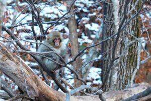 Nagano: Snow Monkeys, Zenkoji Temple & Sake Day Trip - Jigokudani Monkey Park: Snow Monkeys in Hot Springs