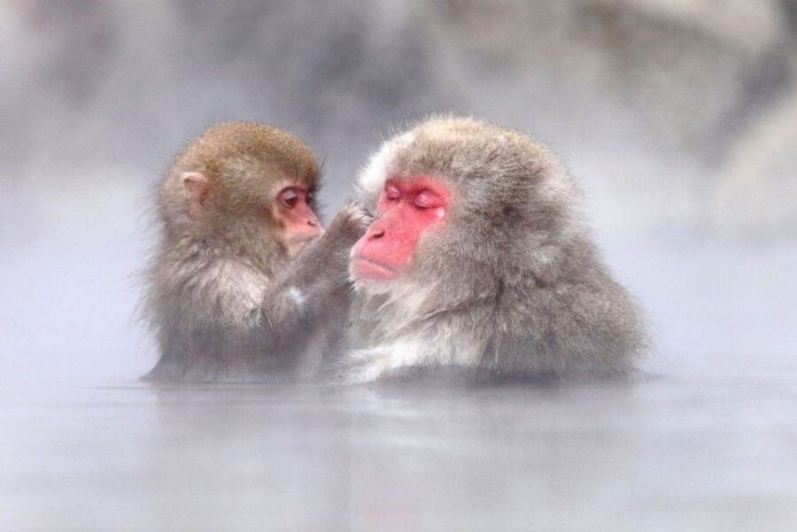 Nagano: Snow Monkeys, Zenkoji Temple & Sake Day Trip - The short secret stop: a 30-minute food tasting breather