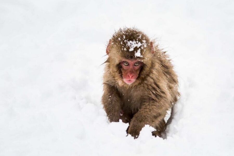 Nagano: Snow Monkeys, Zenkoji Temple & Sake Day Trip - Lunch in Nagano: miso soup first, then tempura and sushi