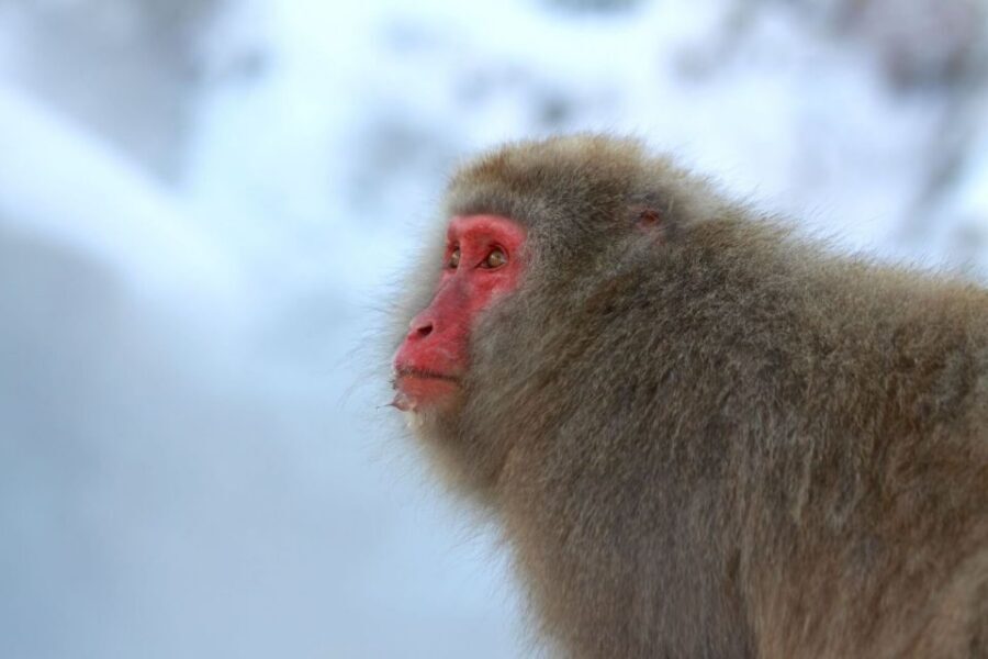 Nagano: Snow Monkeys, Zenkoji Temple & Sake Day Trip - Jigokudani Snow Monkey Park: the hot-spring walk and what to watch for