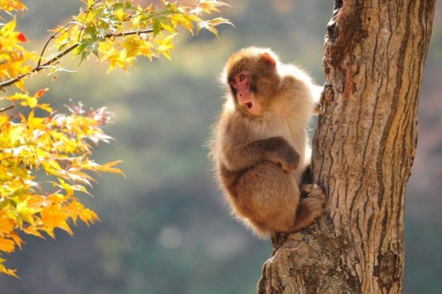 Nagano: Snow Monkeys, Zenkoji Temple & Sake Day Trip - Jigokudani Monkey Park: Snow Monkeys in Hot Springs