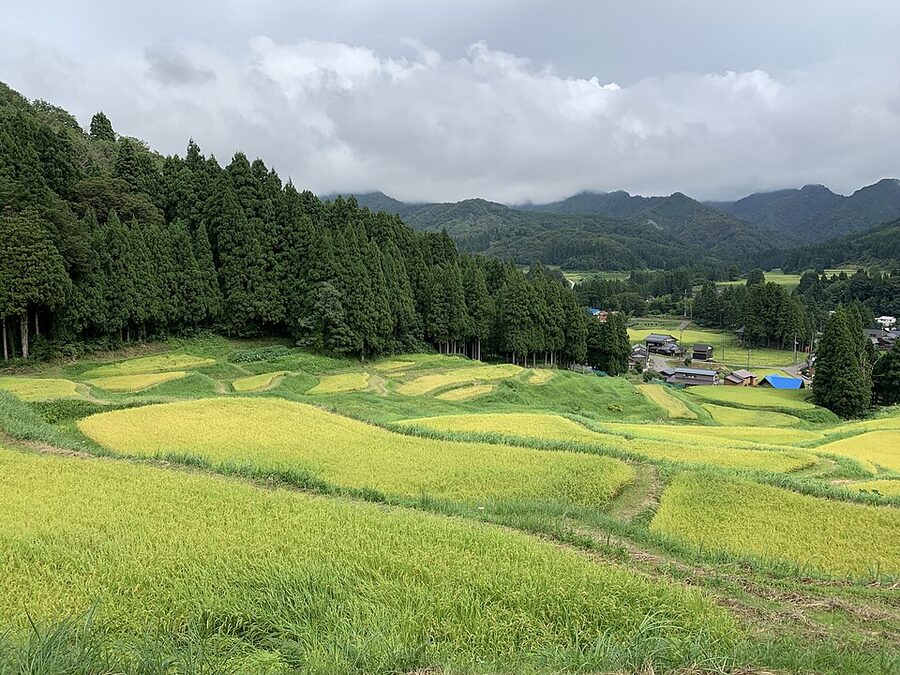 Rice terrace at Kitaimogawa in Sanjo, Niigata, in September