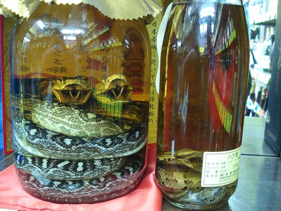 Habushu awamori bottle with coiled habu snake