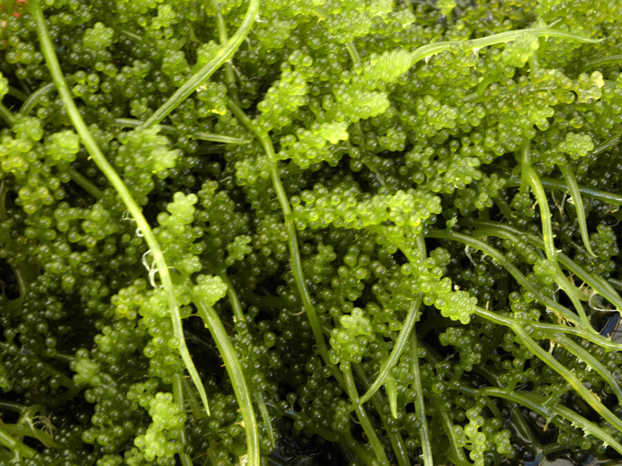 Umibudo Okinawan sea grapes bar snack