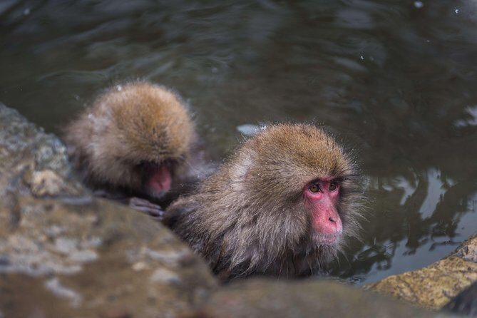 Private Nagano 1-Day Tour:Snow Monkeys,Zenko-ji,Obuse,Sake,Onsen - Key points worth knowing before you go