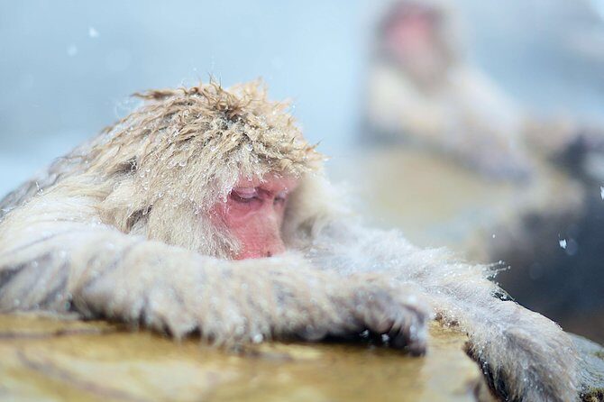 Private Nagano 1-Day Tour:Snow Monkeys,Zenko-ji,Obuse,Sake,Onsen - Obuse Town: old streets, sake time, and lunch you can control