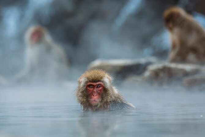 Private Nagano 1-Day Tour:Snow Monkeys,Zenko-ji,Obuse,Sake,Onsen - Price and value: what you’re really paying for at about $337.61