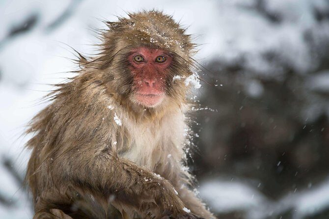 Private Nagano 1-Day Tour:Snow Monkeys,Zenko-ji,Obuse,Sake,Onsen - Private vehicle vs public transportation: which choice changes your day
