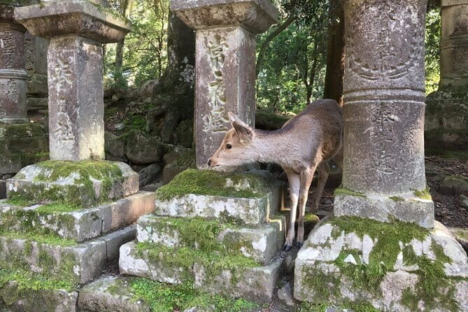 Private Nara Tour and Sake Tasting (Departing from Kyoto/Nara) - Kasuga Taisha Shrine: lanterns, UNESCO, and a calmer atmosphere